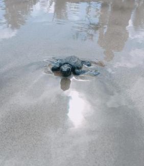 El Nido Bed & Breakfast | Balai Ko Beach & Cottages