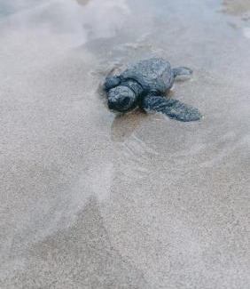 El Nido Bed & Breakfast | Balai Ko Beach & Cottages