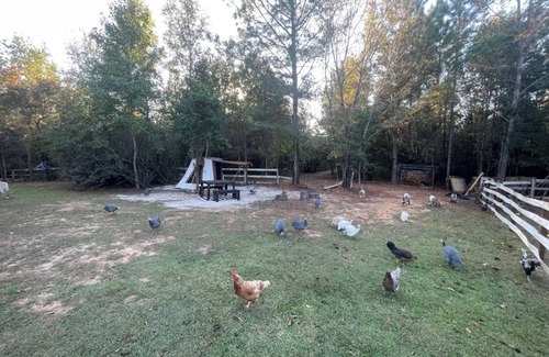 Tallahassee Other | Batmans bell tent glamping farmstay