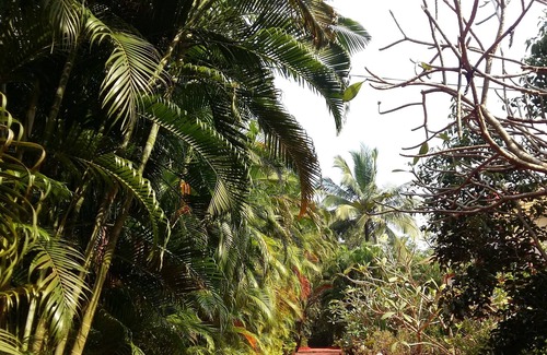 Vagator Villa | Beautiful 3 BHK Villa with pool in Tranquility ofNature