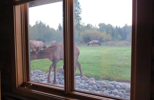 John Dodge House | Beautiful log cabin on 4 acres of private wilderness with stunning mountain view