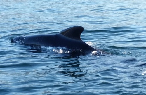 Pleasant Bay Cabin | Beautiful Rustic Cabin 5 min to Beach!!