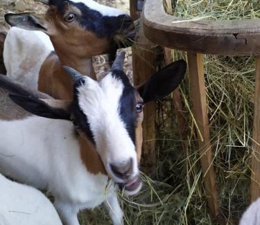 Casarza Ligure Bed & Breakfast | Bed & Breakfast Lujocanda