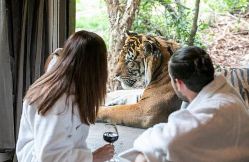 Town of Sullivan House | Big Cat Bungalows at The Haven - Tiger 3