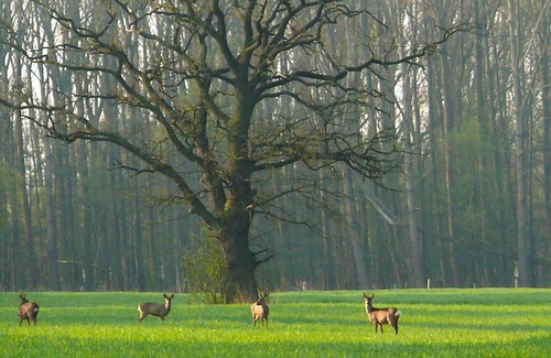Kirchwerder Apartment | Biohof Eggers - rabbit making