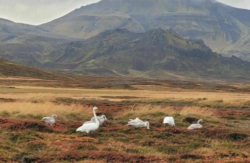 Stykkisholmur House | Birkilundur 10 Stykkishólmur