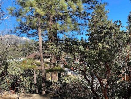 Pine Cove House | Blissfully Wild -with Hot Tub and pets are welcome