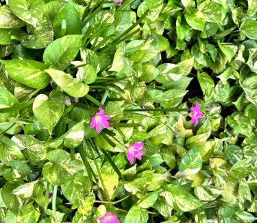 Canacona House | Blue Mirage Palolem Goa
