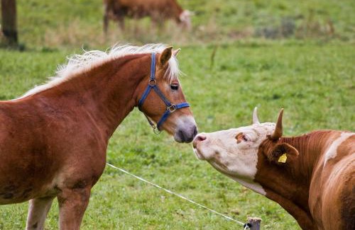 Arriach House | Bodnerhof