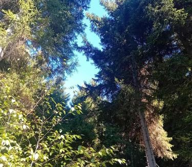 Akhali Ubani House | Borjomi forest
