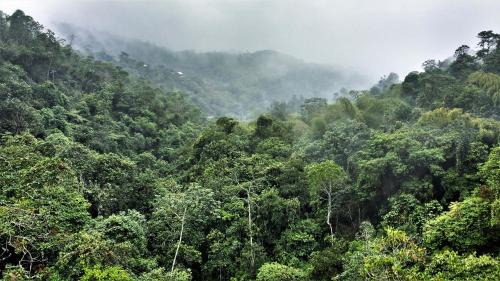 Cali Other | Bosque Colibrí