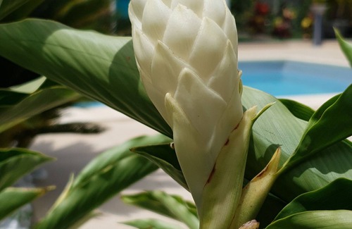 Anse-Bertrand House | Bungalow for rent GP-Anse Bertrand 2/3 P "Surettes Flowers"