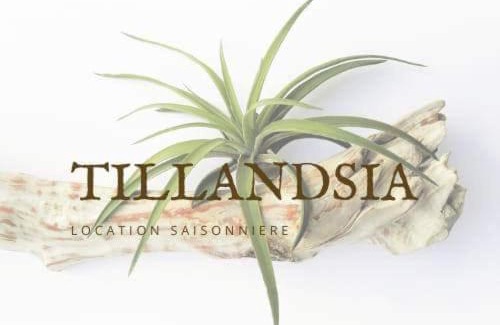 La Plaine des Cafres Ski Chalet | Bungalow Tillandsia