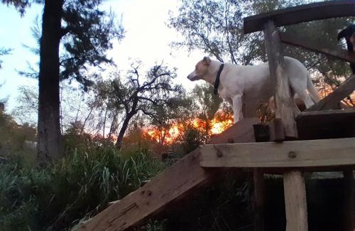 Partido de Tigre House | Cabaña entre arboles