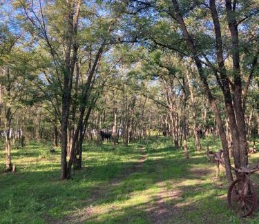 Partido de Roque Perez House | Cabaña entre los arboles encantadora