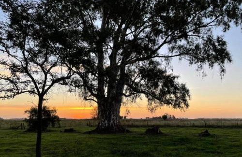 Partido de Roque Perez House | Cabaña entre los arboles encantadora