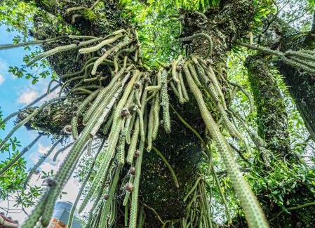 Pinal de Amoles Ski Chalet | cabañas cruz verde