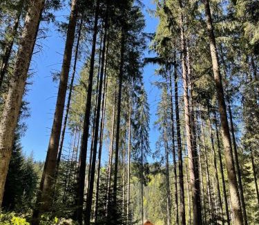 Toplita Villa | Cabana Pastravarul