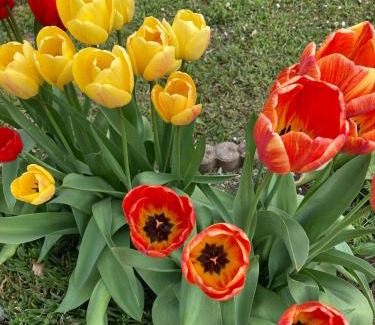 Aiguelèze Ski Chalet | Cabane insolite entre Albi et Cordes-sur-ciel