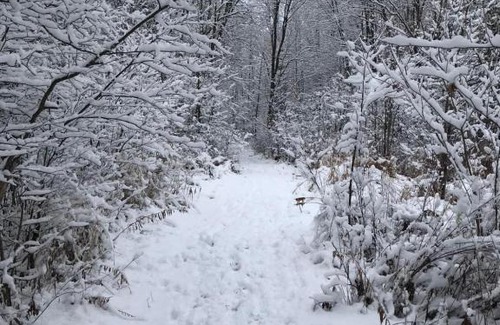 Frontenac Other | Cabin in the Forty Acre Wood