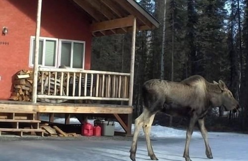 Funny River Cabin | Cabin In The Woods