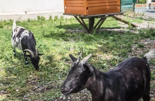 Puyravault RV Rental | Campsite Le Merval * - 3-room safari tent for 4 people Without sanitary facilities