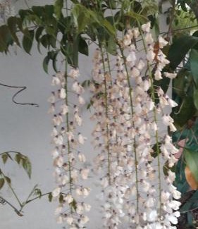 Suipacha House | Casa 1936