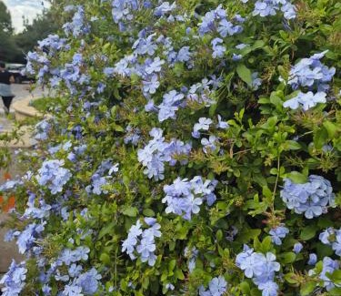 Brasov House | Casa Albinelor