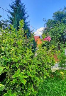 Borsa House | Casa Andreea și Grigore Ursu