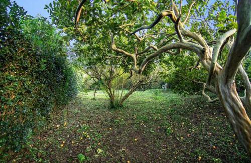 Pico da Pedra House | Casa com Quinta Tradicional