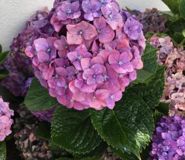 Faja de Baixo House | Casa das Hortênsias