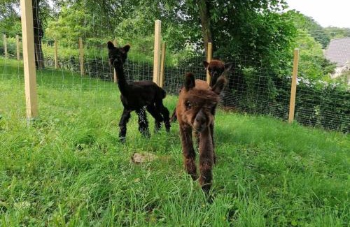 Schmelz Apartment | Casa de Alpaca