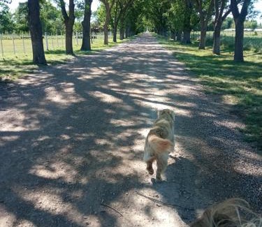 Partido de General Pinto House | Casa de campo La Ernestita