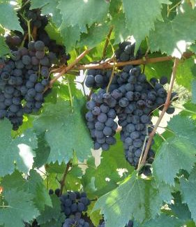 Cortona House | Casa del Nonno Bingheri - Vencaglia