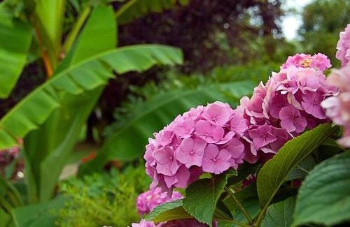 Buggiano Bed & Breakfast | Casa del Pino