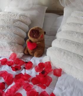 Partido de Tigre House | Casa Flotante Nenufar