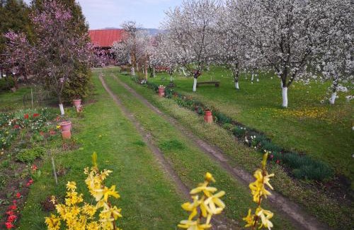 Tirgu Ocna House | Casa Livada Bunicii