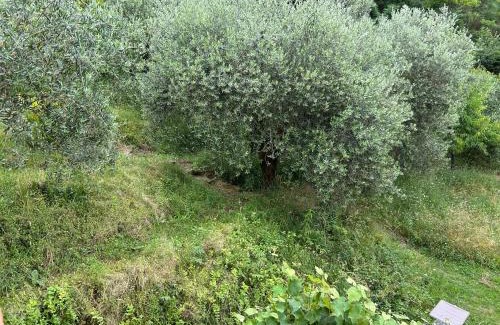 San Martino in Freddana Bed & Breakfast | Casa Octavia