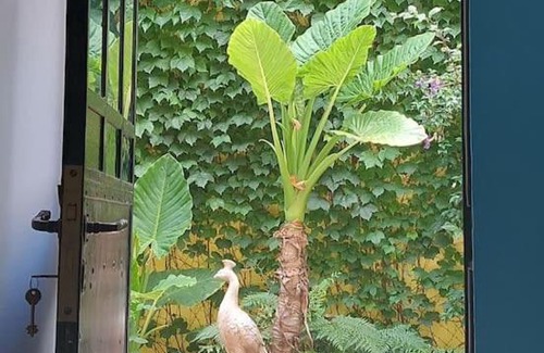 Comuna 15 House | Casa Roja. Oasis Urbano