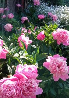 Sighisoara Apartment | CASA SPERANTEI