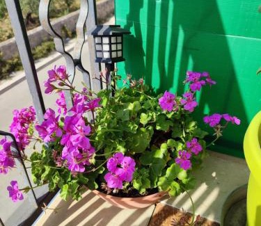 Trapani Apartment | Casa Vacanze Villa Rosina