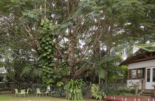 Mission Beach Hotel | Castaways Resort & Spa Rainforest