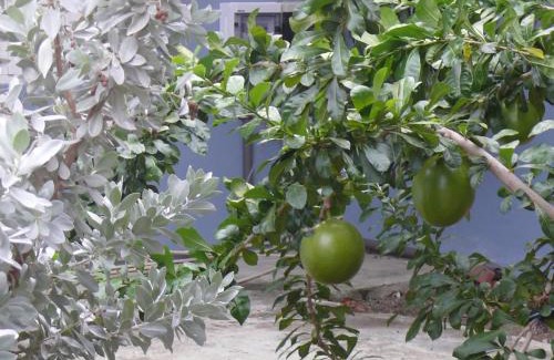 Jongbloed Apartment | Cattleya Apartments Curacao