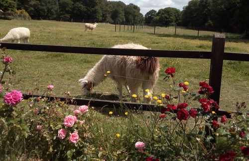 Saint-Mars-du-Desert House | Chambre Baronne - Bienvenue au Château du Perray