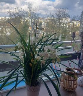 Cauderan House | Chambre chez l'habitante avec salle de bain et cuisine communes - Présence d'un chat