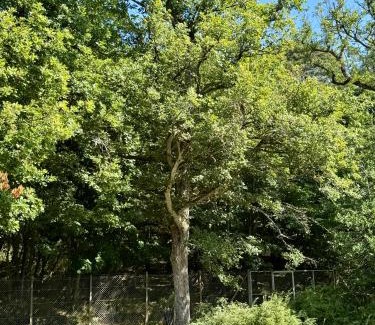 Bergheim Bed & Breakfast | Chambre Forêt