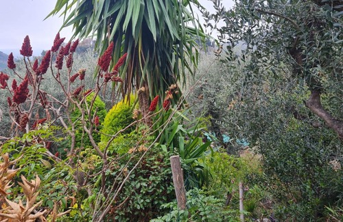 Coaraze Bed & Breakfast | Chambres d'hôtes des Oliviers