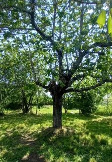 Sainte-Eulalie House | chambres d'hôtes Imago