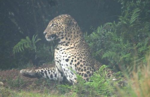 Ambewella House | Charley's Heaven Ambewela