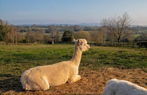 Denstone House | Charlie's Cottage with Alpacas and 7mins drive to Alton Towers
